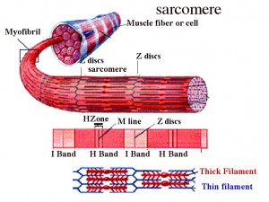 Muscle Soreness after Training